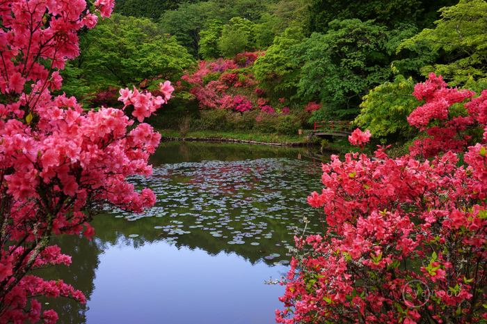 シグマ SIGMA 35mm F1.4 DG DN | Art ／ 奈良 宇陀 鳥見山のツツジ